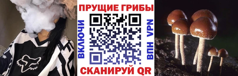 Галлюциногенные грибы Cubensis  Козьмодемьянск 